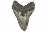 Serrated, Fossil Megalodon Tooth - South Carolina #200801-1
